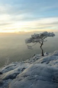 resilience of a tree