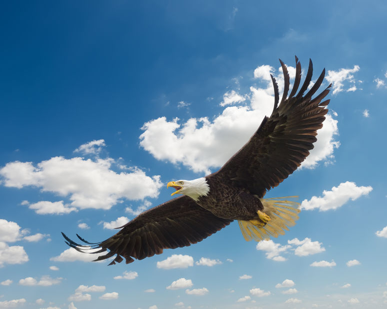 What You Can Learn From a Bird?. The Eagle-The King of the Sky